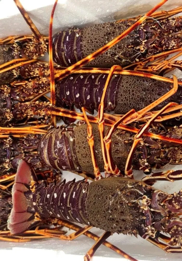 Aragoste fresche sul ghiaccio al banco della pescheria