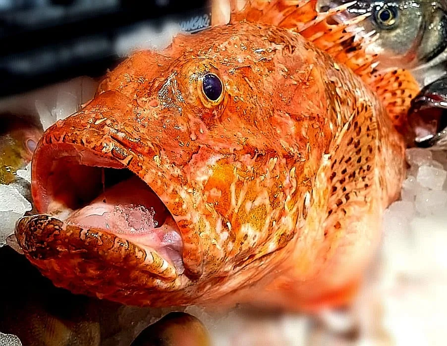 Scorfano rosso freschissimo sul ghiaccio al banco della pescheria